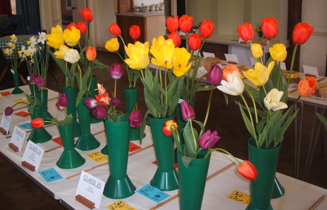 2008 Spring Show Tulips