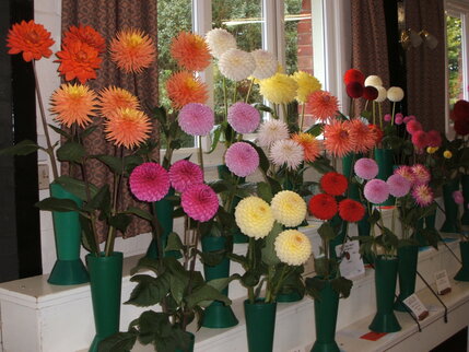 2012 Autumn Dahlias Exhibits