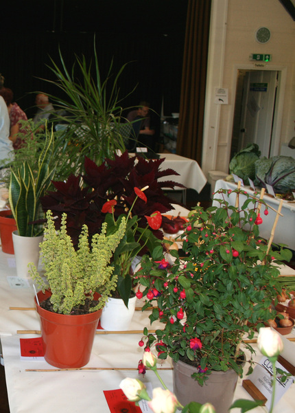 2026 Autumn Show Classes for Pot Plants P