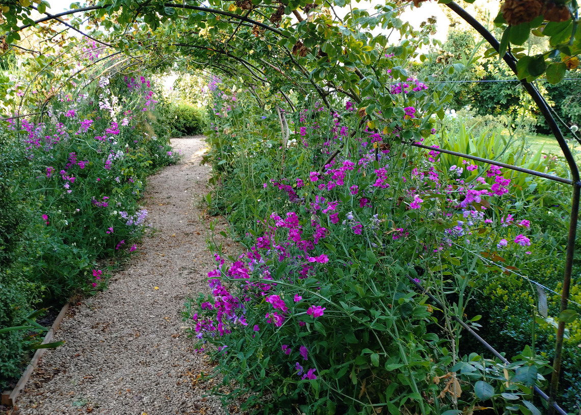 Albury - Sweet Pea Arch in the Kitchen Garden