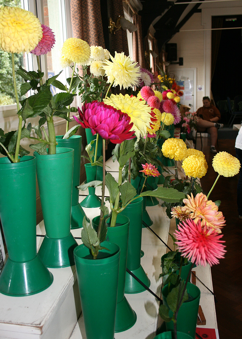 Autumn Show 2025 Dahlias P