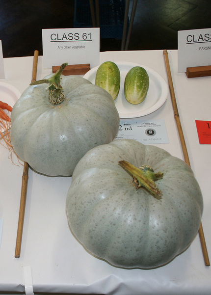 Autumn Show 2026 Class 61 P