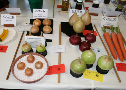 Autumn Show 2026 Classes 35 and 37 L
