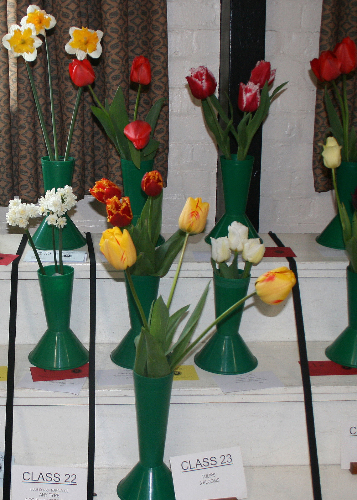 Class 23 Tulips P