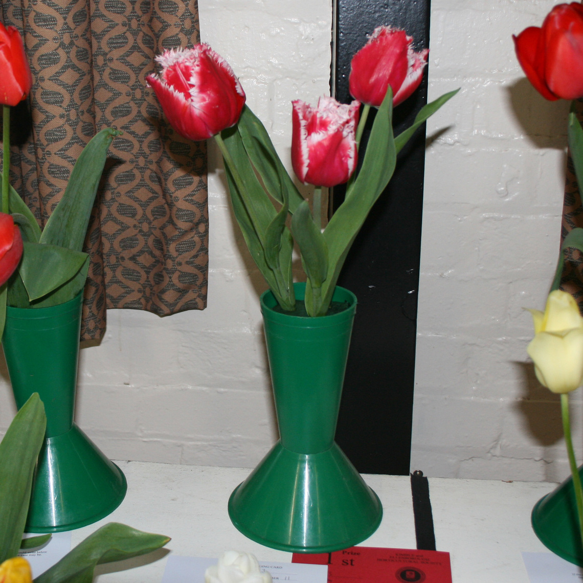Class 23 Tulips S