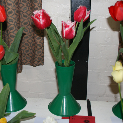 Class 23 Tulips S