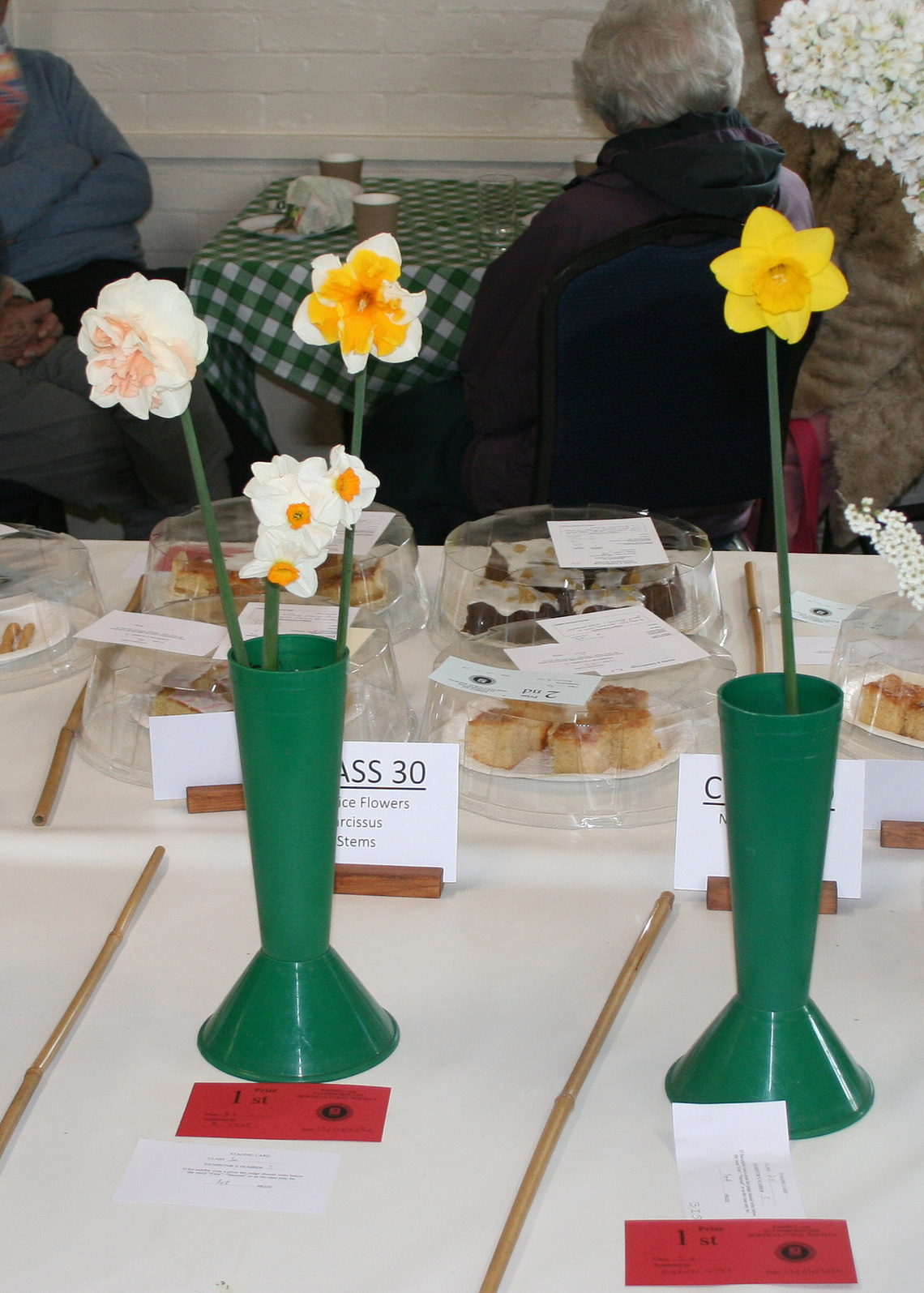 Class 29 and Class 30 - Novice Narcissi P