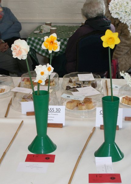 Class 29 and Class 30 - Novice Narcissi P