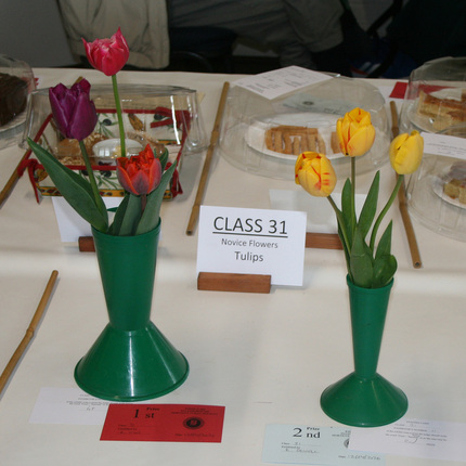 Class 31 Novice Tulips