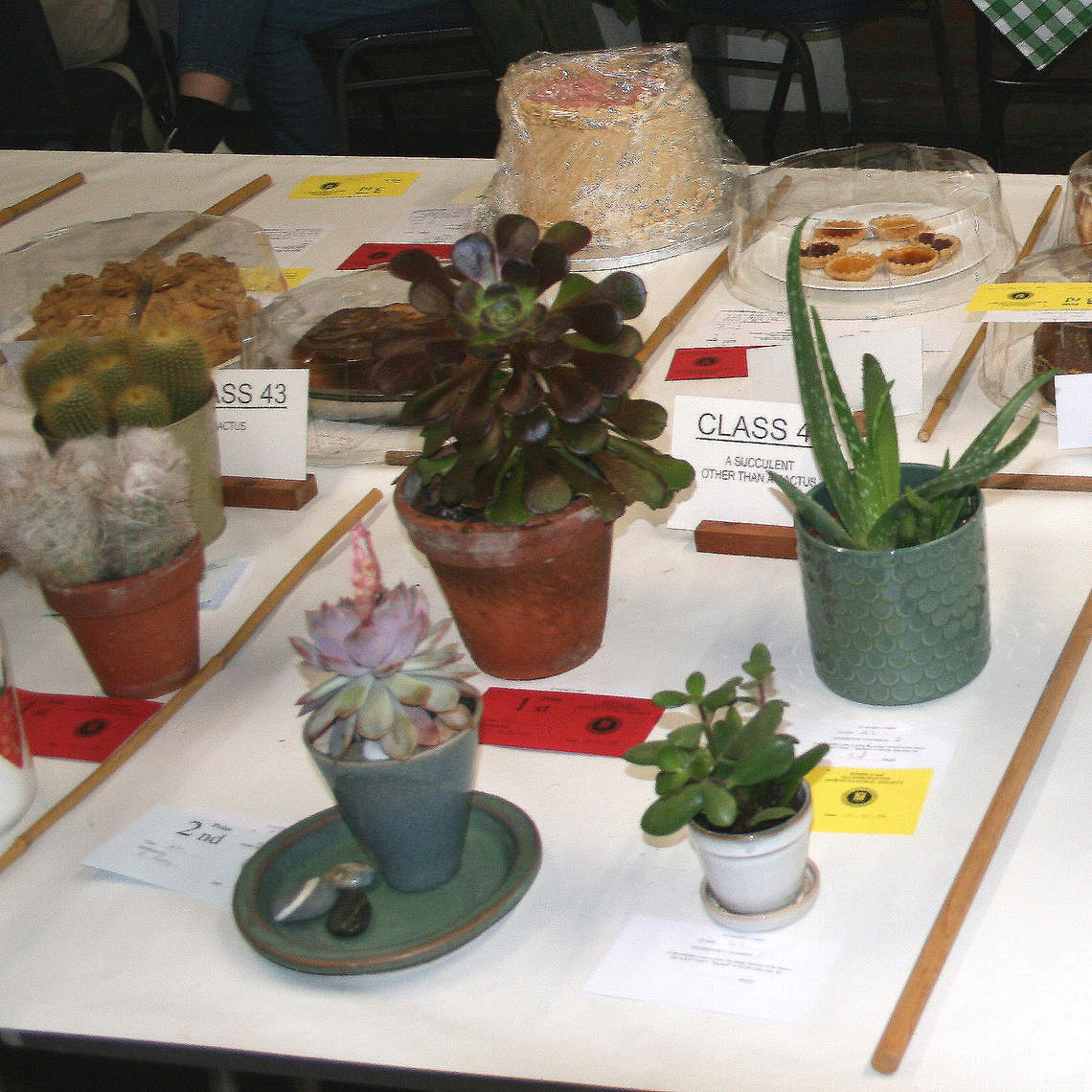Class 42 - A succulent other than a cactus S