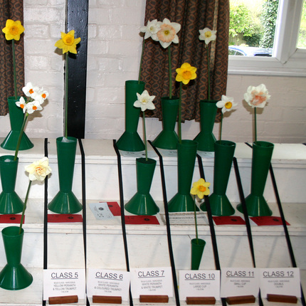 Class 5-12 Narcissi