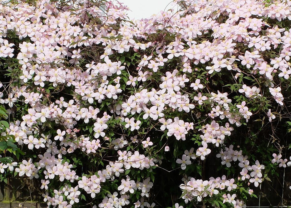 Clematis Talk 2026 L