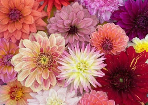 Dahlia Talk 2025