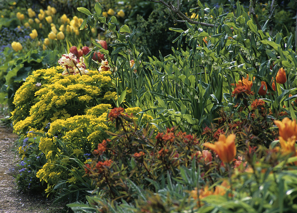 Euphorbias Talk by Timothy Walker 2026