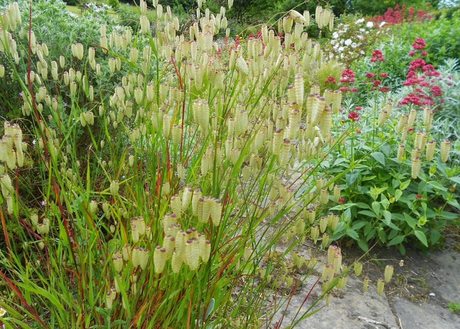 Grasses - Briza Maxima
