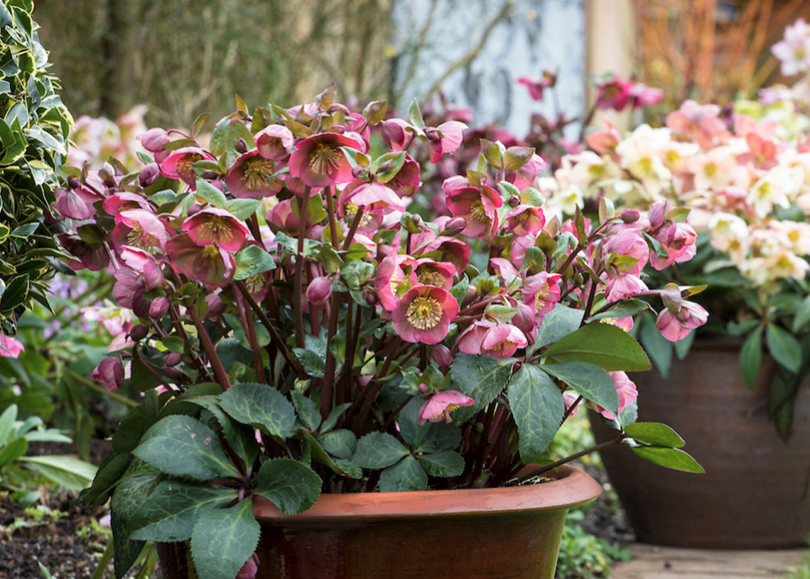 Hellebores 1140x815 2026