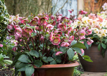 Hellebores 1140x815 2026