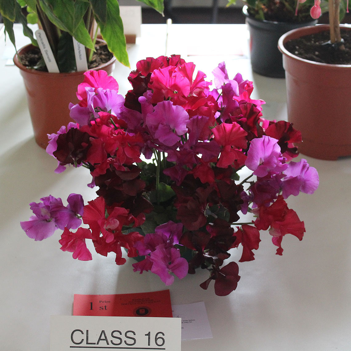 Display of Sweet Peas