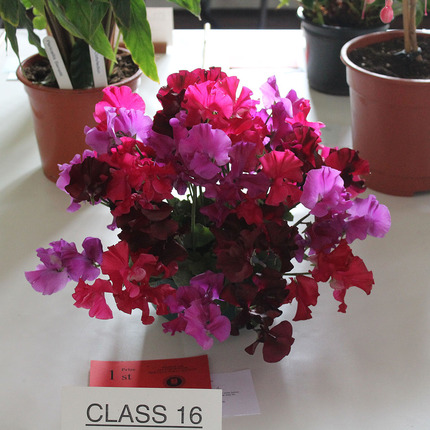 Display of Sweet Peas