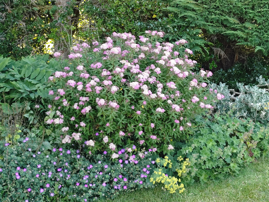 Meadow Cottage - Main Border 2
