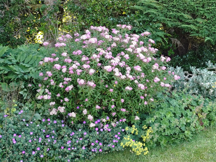 Meadow Cottage - Main Border 2