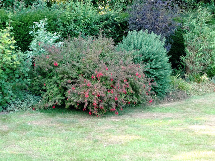Meadow Cottage - Main Border 3