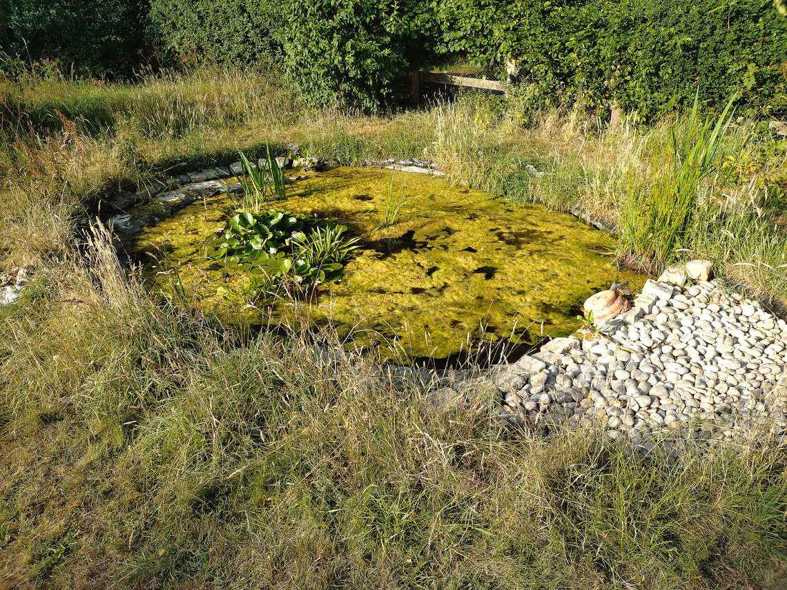 Meadow Cottage - Wildlife Pond