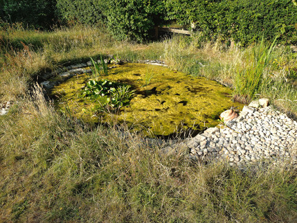 Meadow Cottage - Wildlife Pond