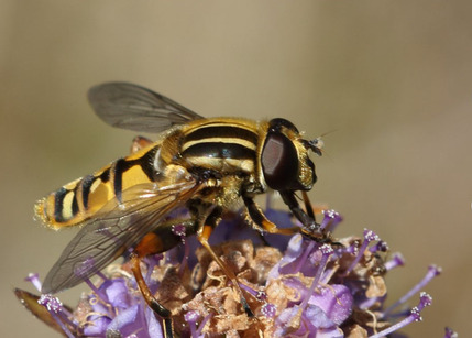 New RHS - Be a Hoverfly Hero
