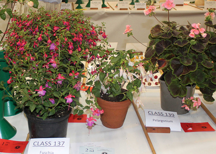 News - Pot Plants Guide