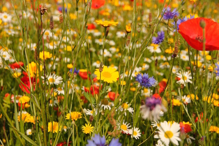 Oxford Eco Garden Offer