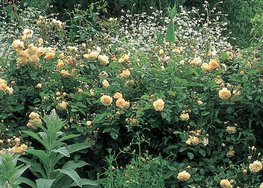 Roses - Buff Beauty