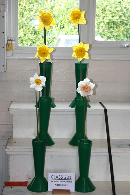 Spring Show 2024 - Class 201 - 6 Vase Championship Narcissus