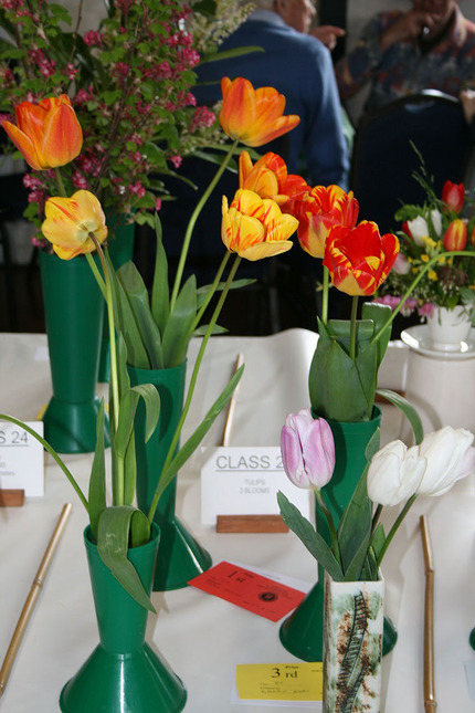 Spring Show 2024 - Class 23 - 3 Blooms
