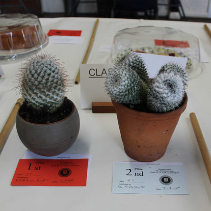 Spring Show 2024 - Class 33 - Cactus sq