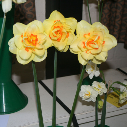Spring Show 2025  - Class 20 SQ