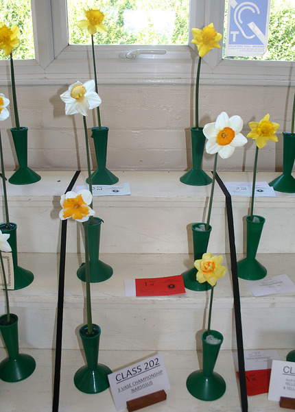 Spring Show 2025  - Class 208 P
