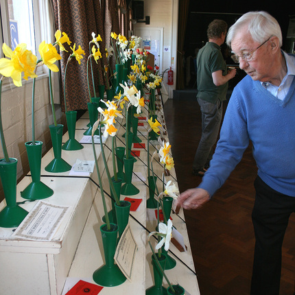 Spring Show 2025 - Daffodils SQ