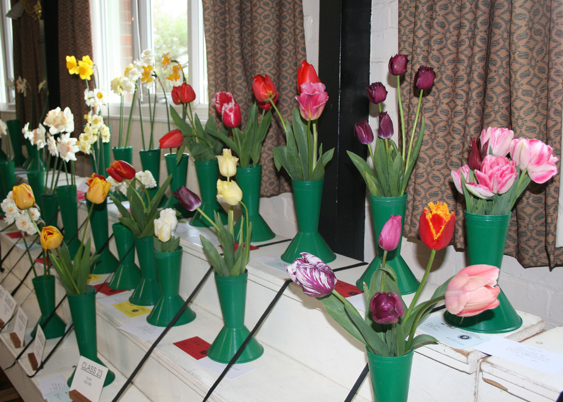 Tulips L