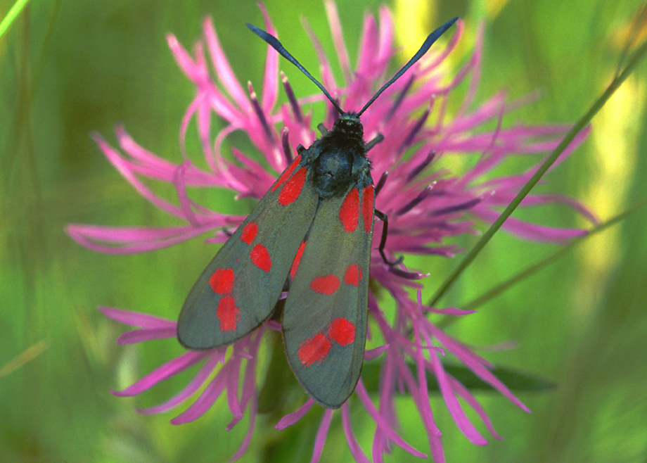 Wildlife in the Chilterns Talk Dec 2023