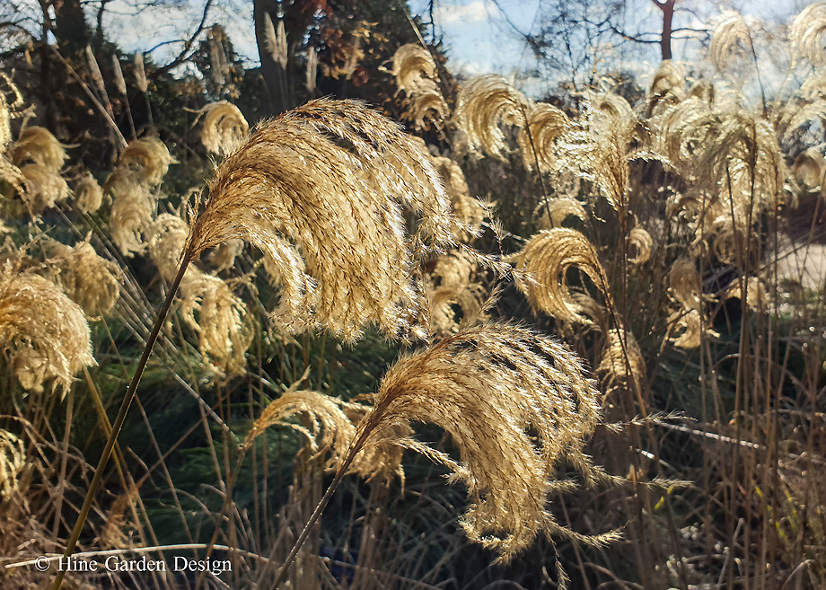 Winter Wonder - Miscanthus Nepalensis