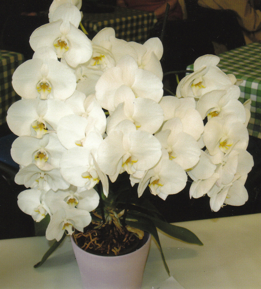 Autumn Show - Class 144 Pot Plant in Flower