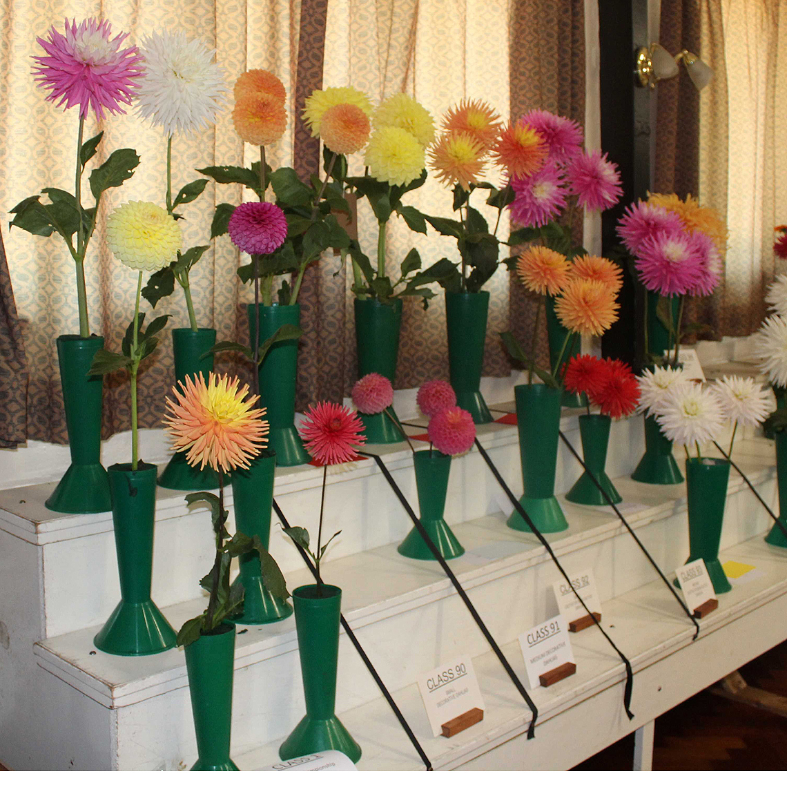 Autumn Show - Dahlias