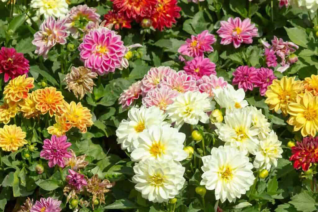 Bedding Dahlias in a Border