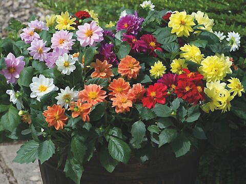 Bedding Dahlias in Pots