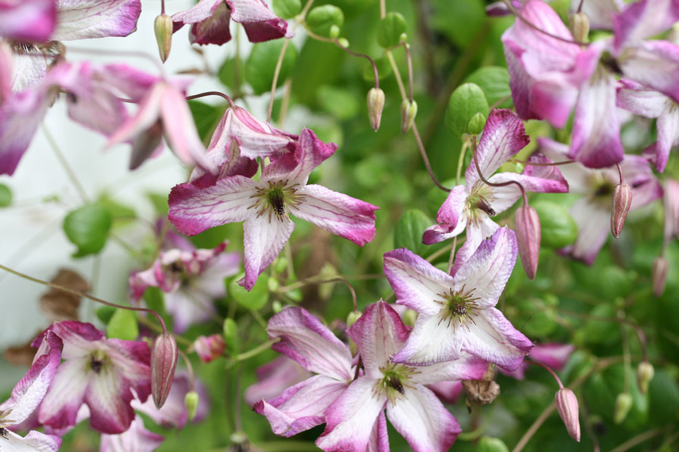 Clematis
