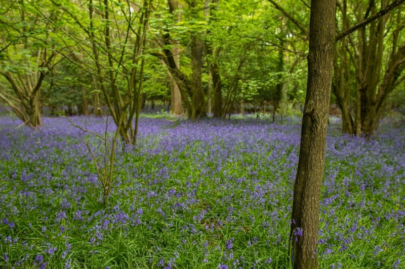 Meadow Cottage - Bluebell Wood