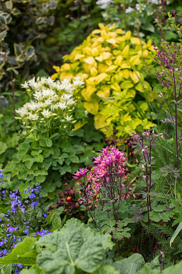 Meadow Cottage - Herbaceous Plants in the Border