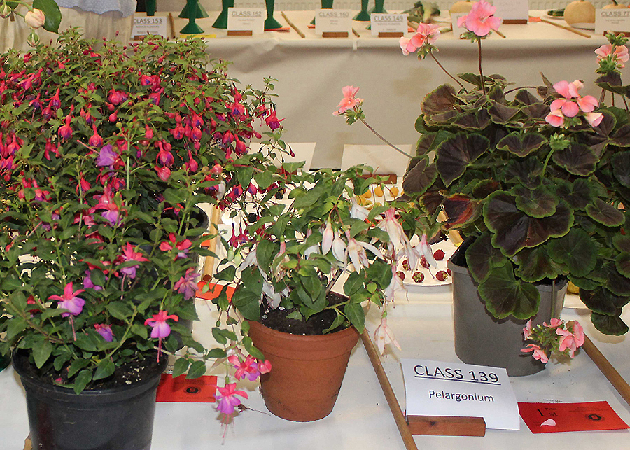 Pot Plants Category