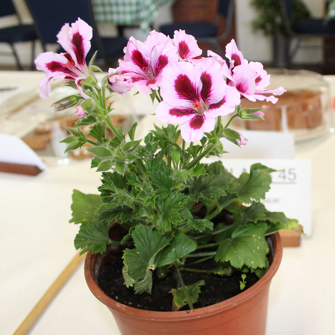 Spring Show Class 45 - Pelargonium